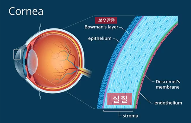 눈 각막 중 보우만층과 실질ㅣ각막구조공부⑥ : 네이버 블로그