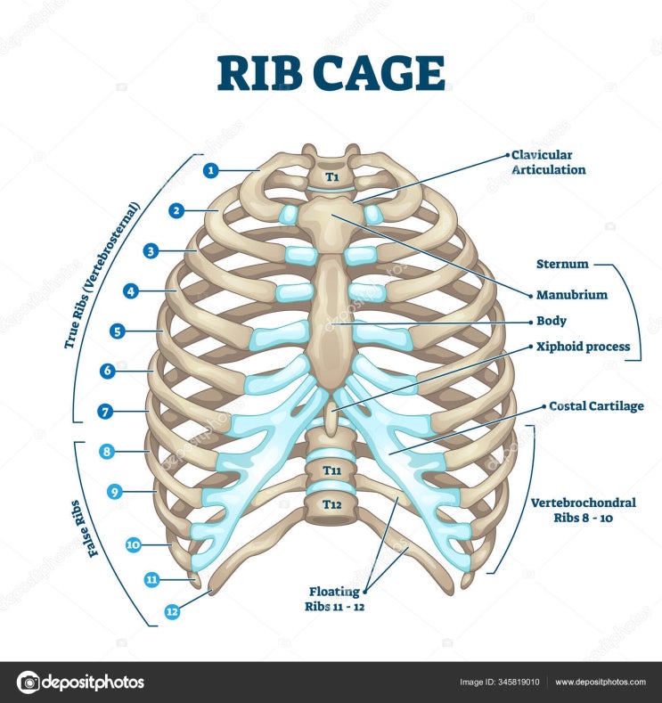 필라테스 흉곽 | 흉곽의 올바른 위치 | Rib Cage Placement : 네이버 블로그