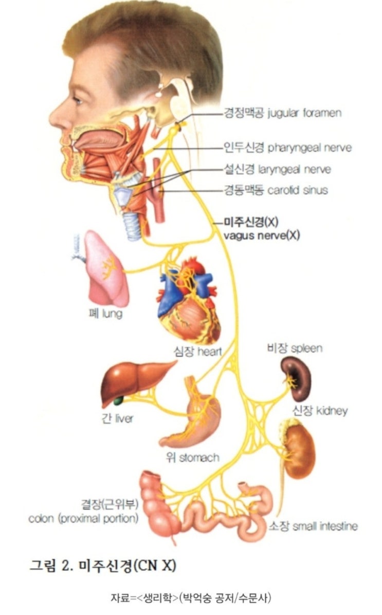 뇌신경 10번, 미주신경에 대하여 : 네이버 블로그