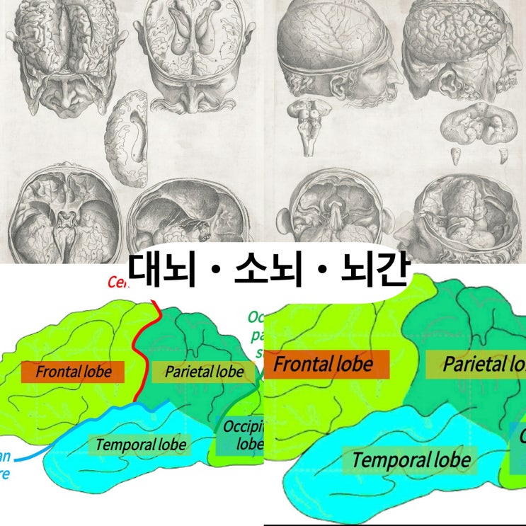 대뇌·소뇌·뇌간 총 정리 — 뇌 구조와 기능, 손상 시 증상까지 한눈에! : 네이버 블로그