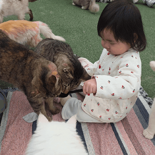 옹진군 영흥도 고양이역, 센과 치히로 감성 유기묘 카페 후기