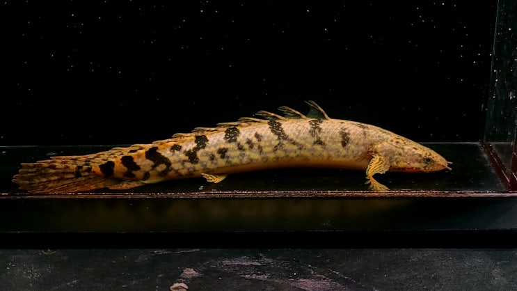 금일 The Polypterus Lab 홈페이지에 신규 개체가 업로드 되었습니다. : 네이버 블로그
