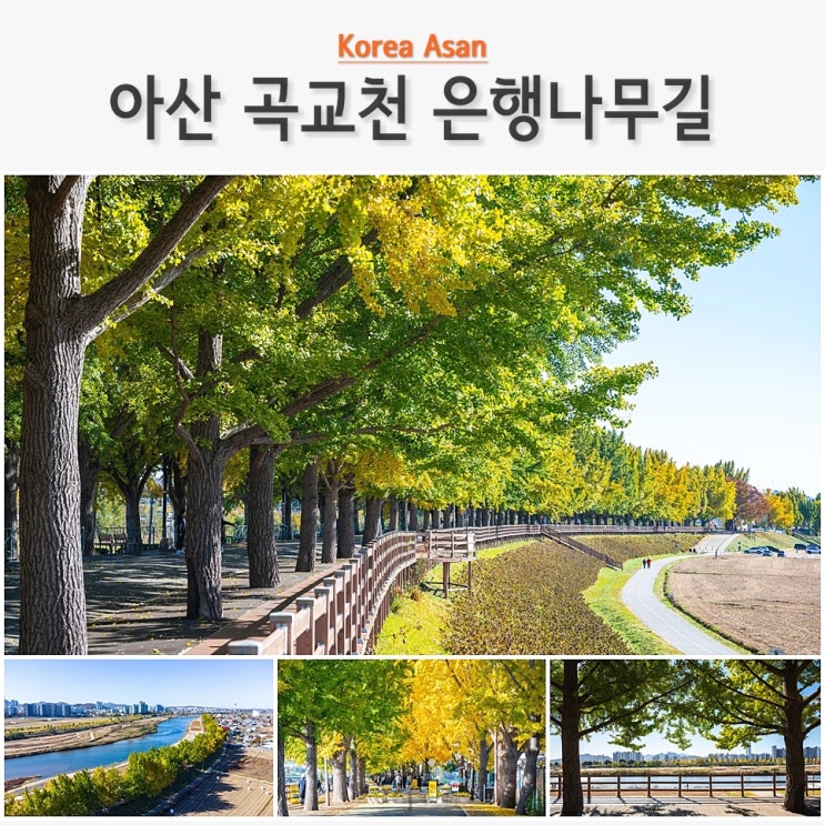 충남 천안 아산 가볼만한곳 아산 곡교천 은행나무길 단풍 드라이브 : 네이버 블로그