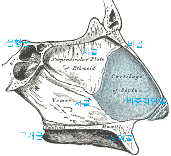 두개골 추나 24 ; 사골ethmoid 서골vomer : 네이버 블로그