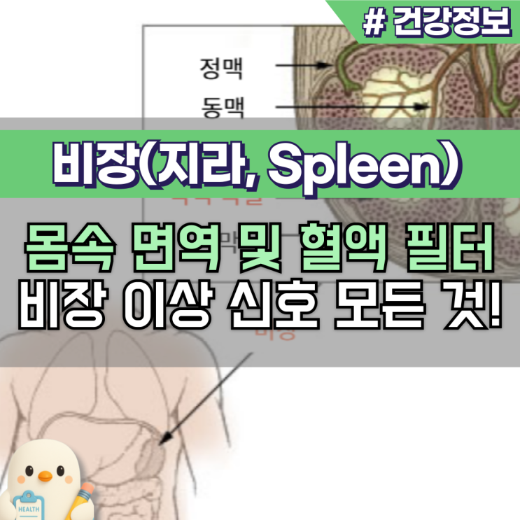 비장(지라 Spleen) 뜻 통증 위치 원인 한눈에! : 네이버 블로그