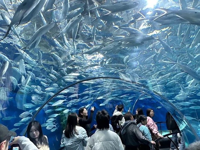 상하이해양수족관 Shanghai Ocean Aquarium