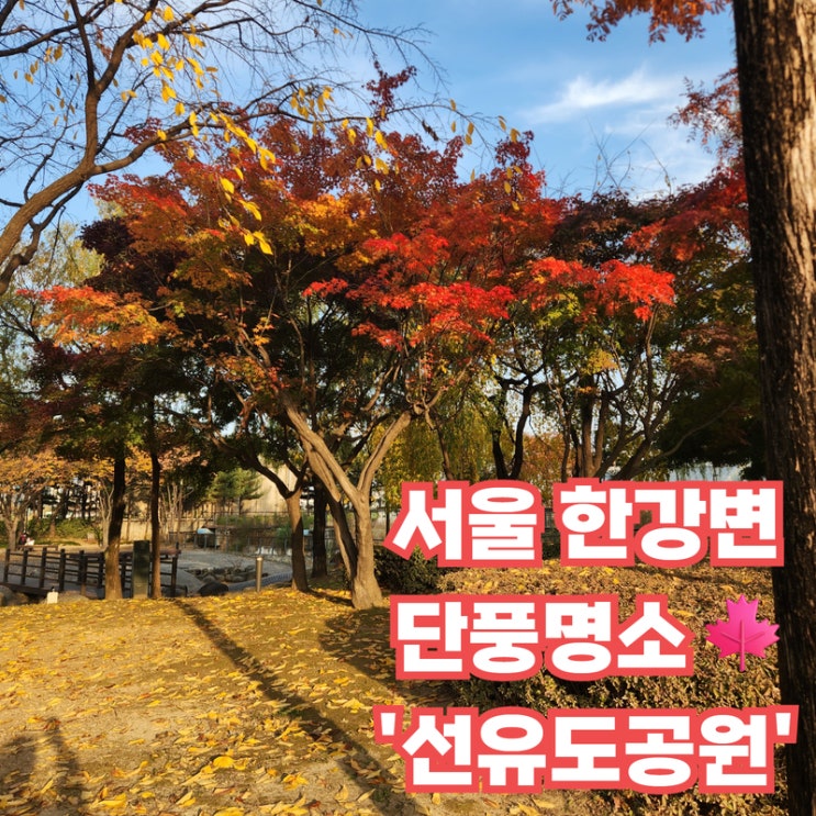 서울 한강 단풍 명소 '선유도' 가을 풍경(2025년 11월 13일 근황) : 네이버 블로그