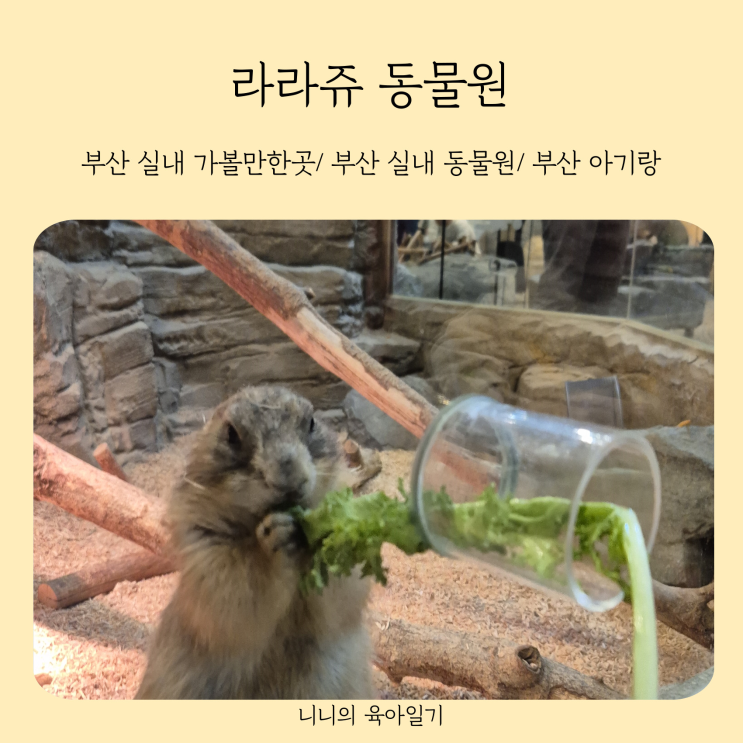 부산 실내 가볼만한곳 아기랑 가기좋은 강서구 실내 라라쥬동물원