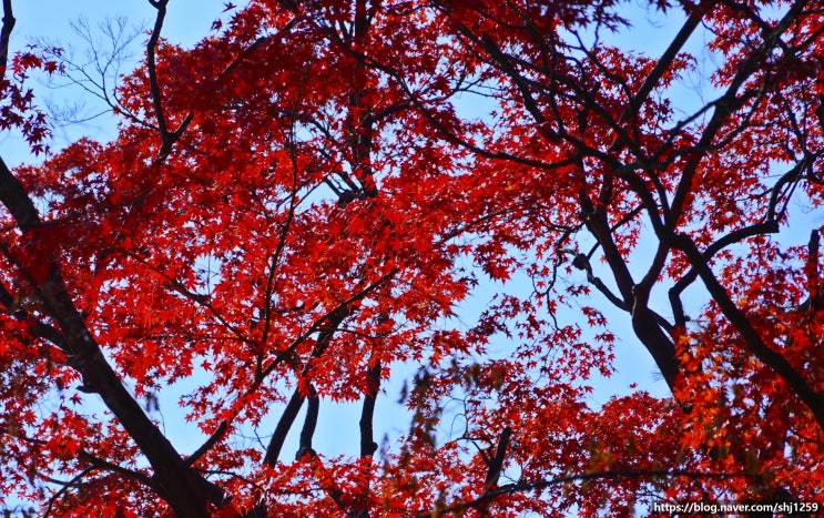 창경궁 단풍 : 네이버 블로그