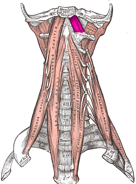 앞머리곧은근, 전두직근 Rectus capitis anterior : 네이버 블로그