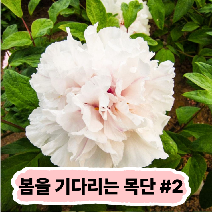 꽃 중의 왕 목단 , 실패 없는 식재 필수 가이드 #2 : 네이버 블로그