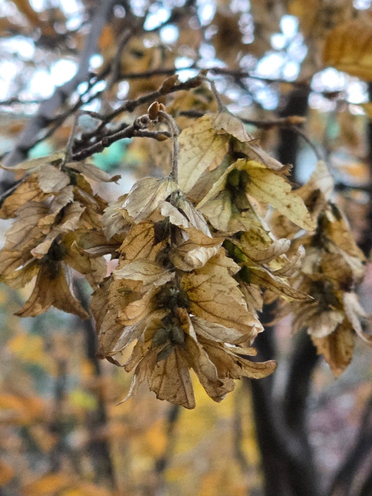 Muscle tree( 근육나무), 서어나무(Looseflower hornbeam) (25.11월) : 네이버 블로그
