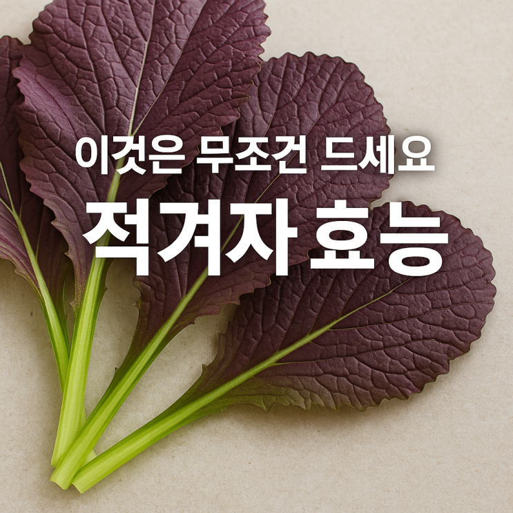 적겨자 효능｜쌈 채소 중 가장 매력적인 영양 밸런스 정리 : 네이버 블로그
