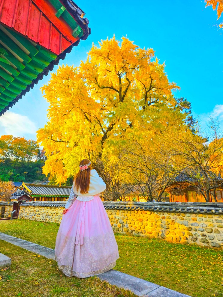 전주 향교 은행나무 단풍 전주 한옥마을 한복 뚜벅이 여행 : 네이버 블로그