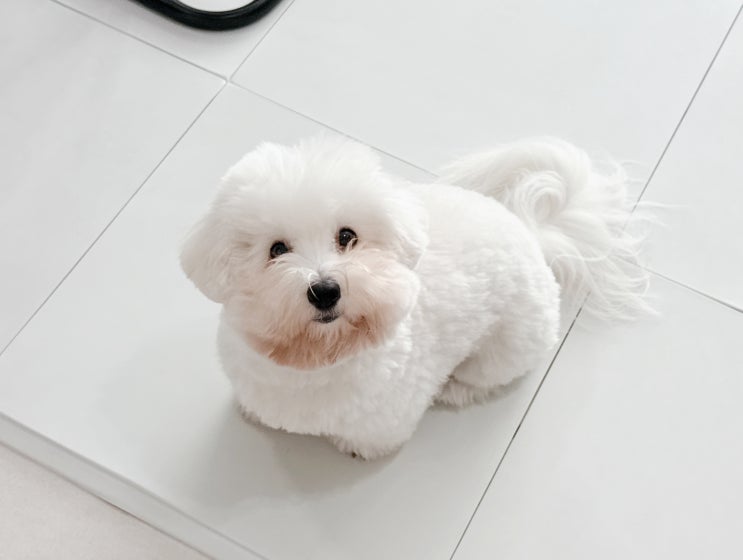 소형견 종류 꼬동 드 툴레아, 꼬똥 특징 및 강아지 성격은? : 네이버 블로그