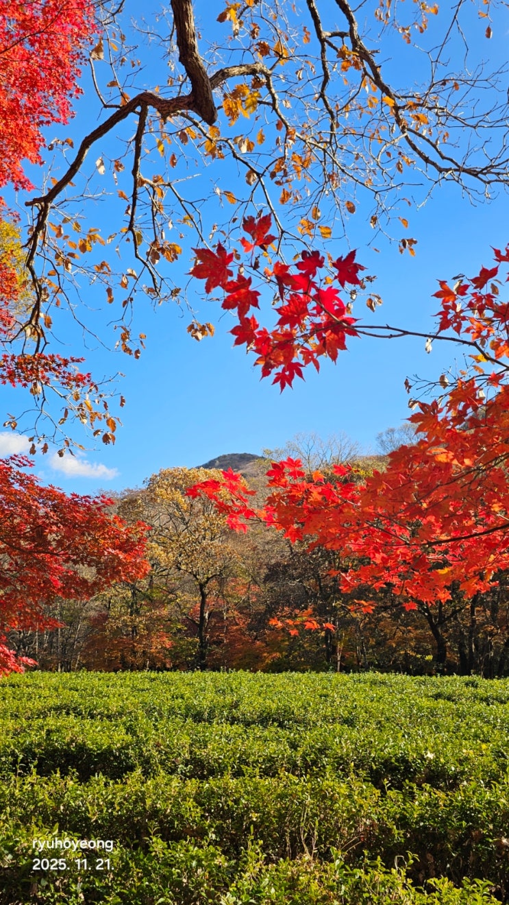 고창 선운사 晩秋(25.11.21.금) : 네이버 블로그