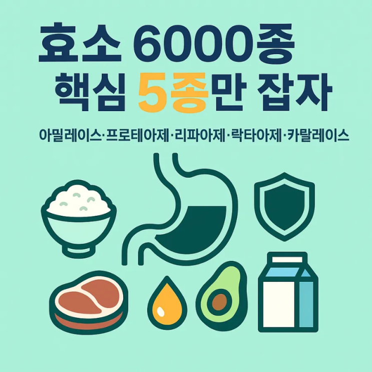 효소 6000종 중 일상에서 가장 중요한 효소 5종, : 네이버 블로그