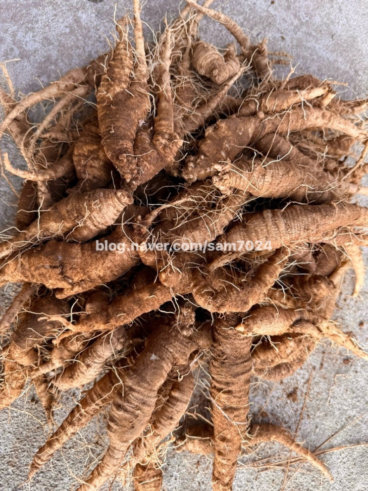 자연인이 산행에서 채취한 자연산 더덕 1kg 판매합니다. / (자연인, 건강, 행복, 일상, 약초산행) : 네이버 블로그
