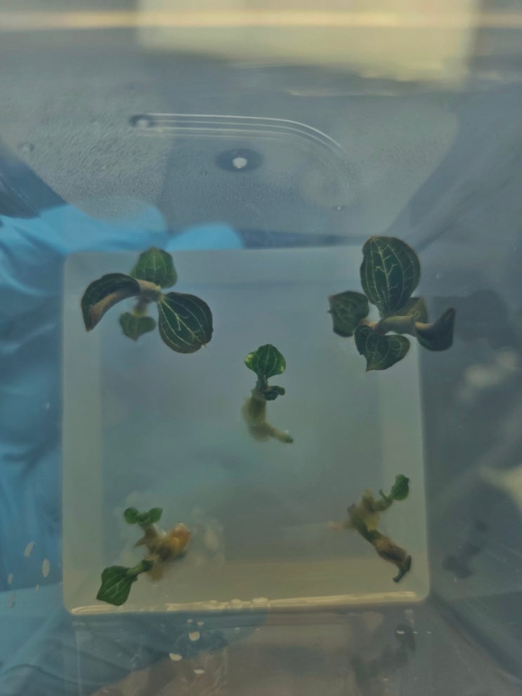보석란 은선란 조직배양 Anoectochilus formosanus : 네이버 블로그