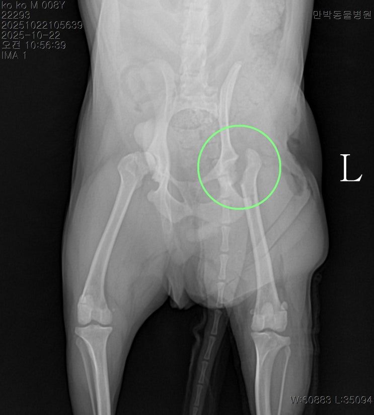 부산 강아지 대퇴골두 절단술 [FHNO_Femoralhead and neck osteotomy], 윤승재원장 칼럼 : 네이버 블로그