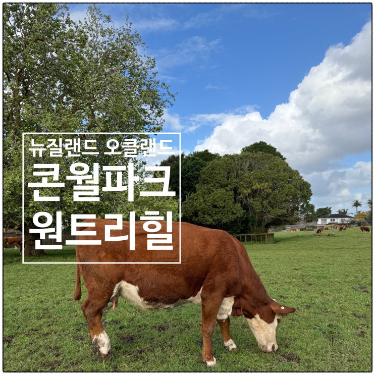 오클랜드 콘월파크 원트리힐 Cornwall Park One Tree Hill 뚜벅이 후기