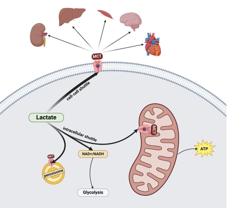젖산(Lactate)은 피로 물질이 아니다 - 운동 중 젖산의 진짜 역할 : 네이버 블로그