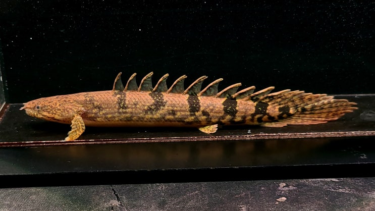 금일 The Polypterus Lab 홈페이지에 신규 개체 업로드가 진행 되었습니다. : 네이버 블로그