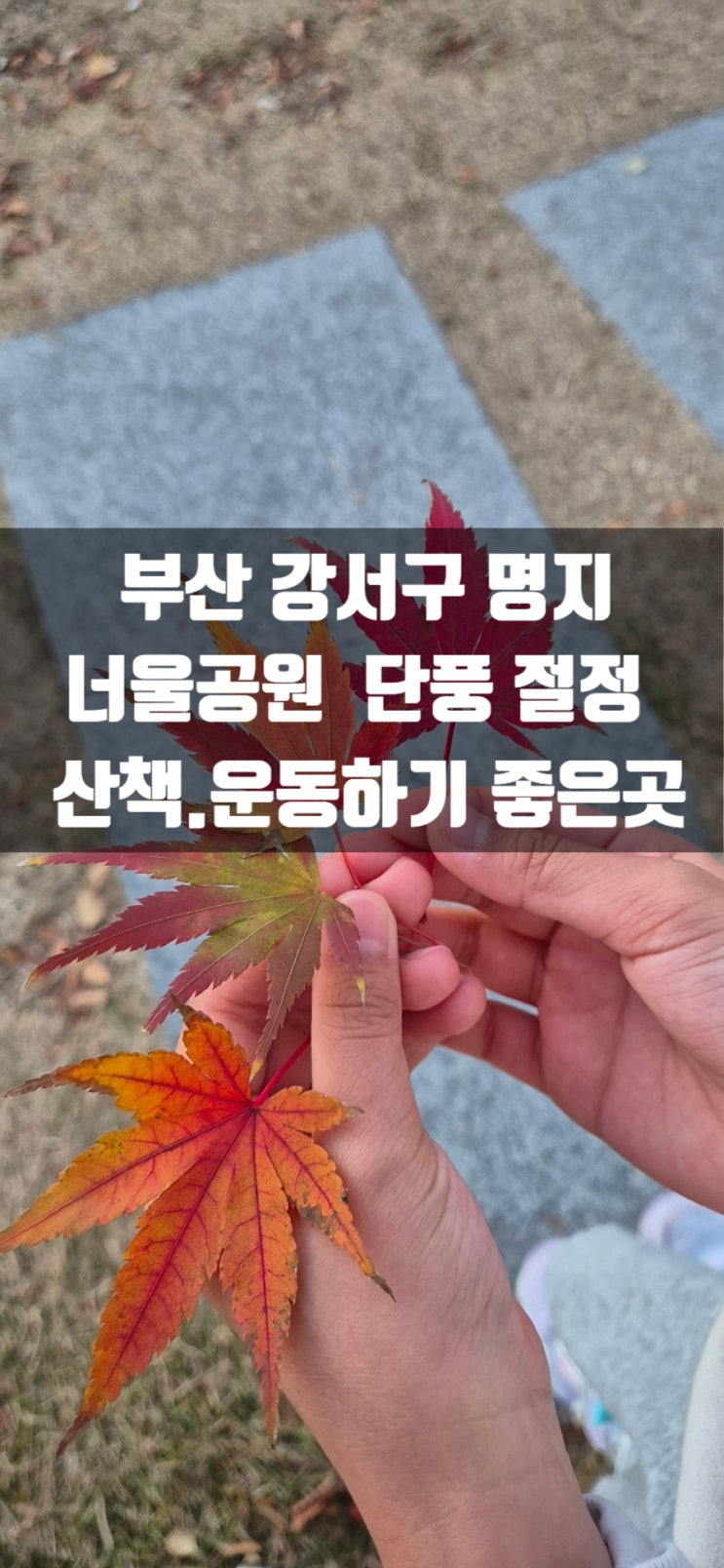 부산 강서구 명지 너울공원 주차장 단풍 아이와 산책운동하기 좋은....