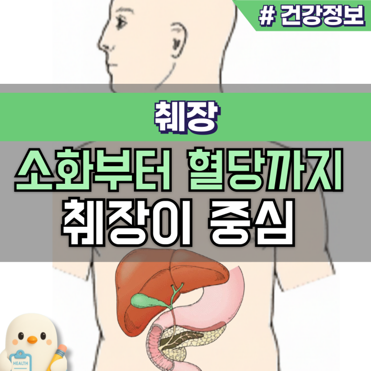 췌장 위치 그림, 구조 역할 기능 검사와 저하 증상(이자 총정리) : 네이버 블로그