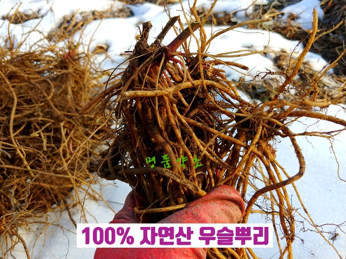 자연산 우슬 뿌리 효능, 쇠무릎, 우슬 진액 먹는법 부작용 : 네이버 블로그