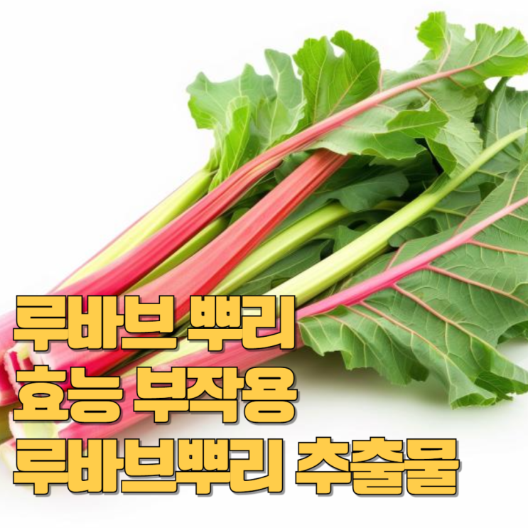 루바브 뿌리 효능 부작용 루바브뿌리추출물 : 네이버 블로그