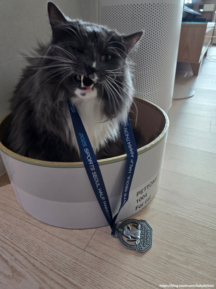 2025 스포츠서울 하프마라톤 후기