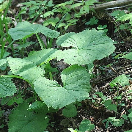 곰취! 산나물의 제왕, 곰도 반한 그 맛, 당신도 빠져볼 준비 되셨나요? : 네이버 블로그