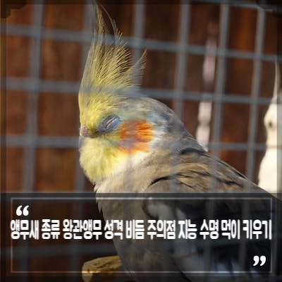 앵무새 종류 왕관앵무 성격과 비듬 주의점, 앵무새 키우기 지능 수명 먹이 관리는? : 네이버 블로그