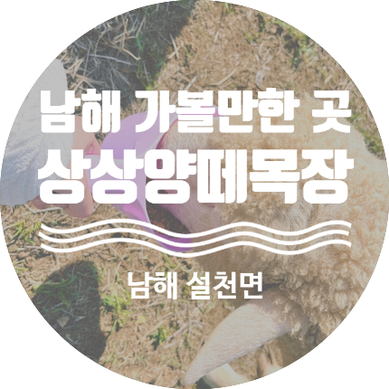 [남해 가볼 만한 곳] 아이들과 다녀오기 좋은 '상상양떼목장&편백숲'
