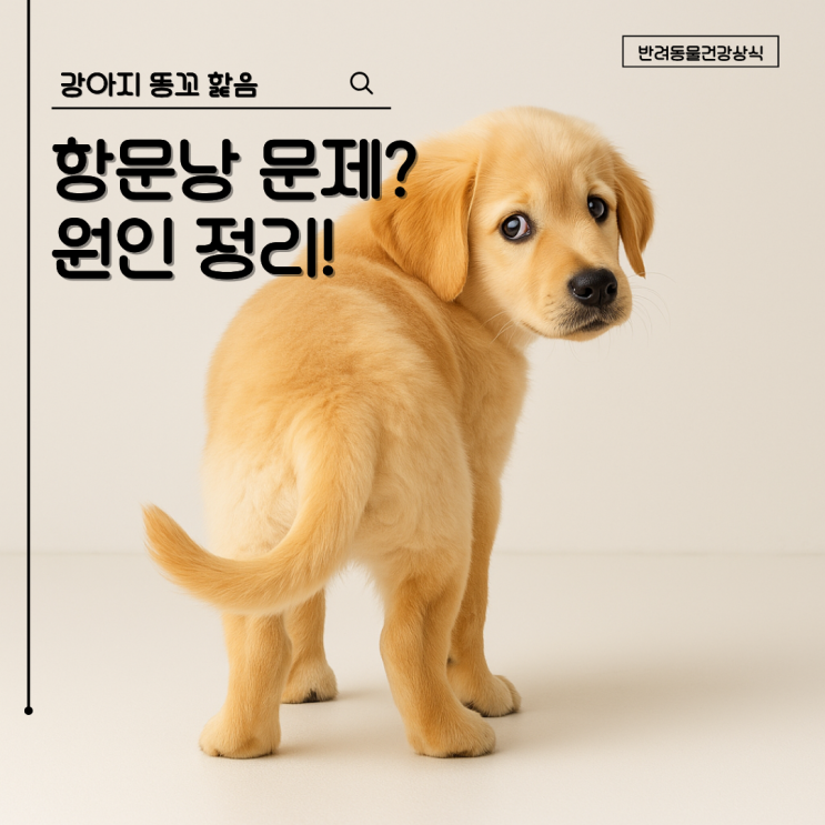 강아지 똥꼬 핥음 & 강아지 똥꼬 스키, 반복되면 꼭 확인해야 할 건강 신호 : 네이버 블로그