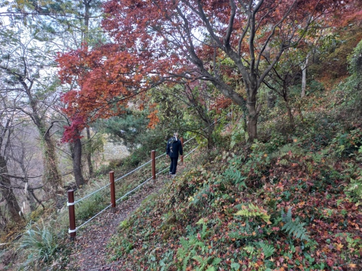 일상 연제구 배산 숲길 걷기 : 네이버 블로그
