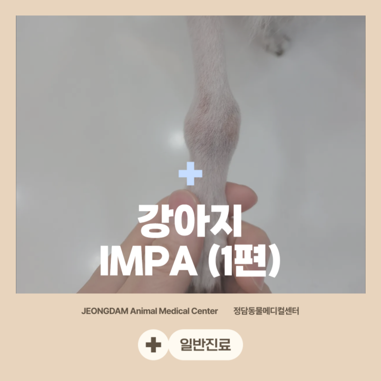 강아지 면역매개성 관절염(IMPA), 강아지 관절이 붓고 절뚝거려요 (1편)[구월동동물병원] : 네이버 블로그