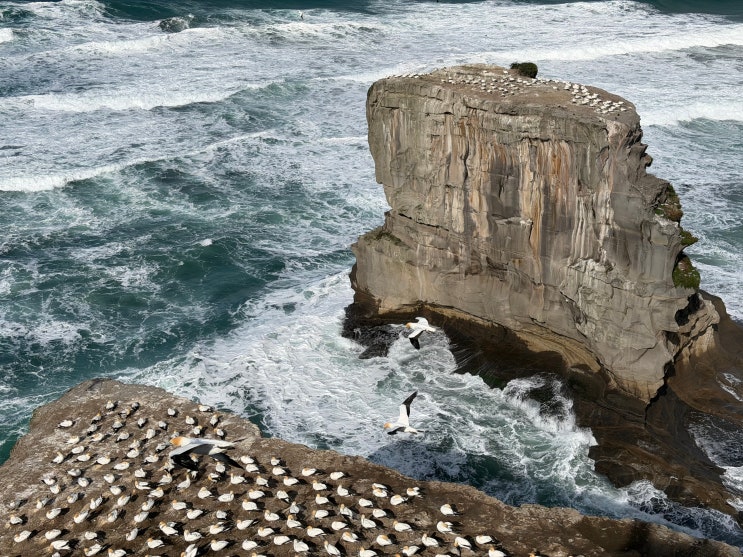 오클랜드 무리와이 비치의 가넷 서식지 (Gannet Colony)