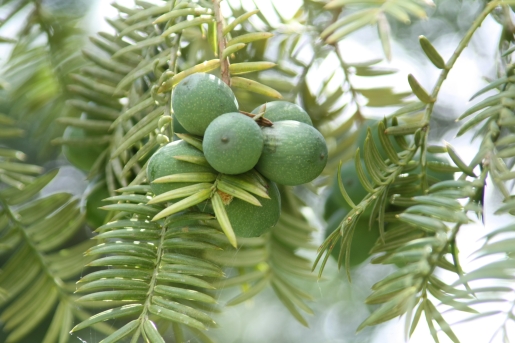 🌲 12월 26일의 숨겨진 탄생화: 천년의 추억을 간직한 비자(榧子) : 네이버 블로그