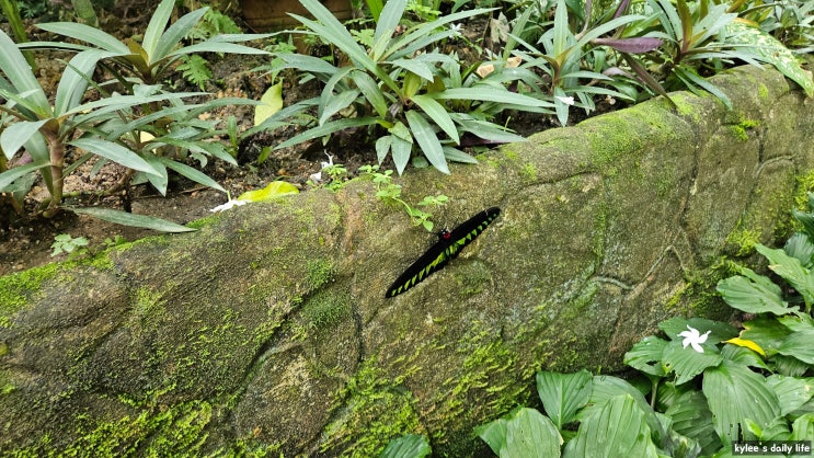 [말레이시아한달살기] Kuala Lumpur Butterfly Park (나비공원) 나비들을 볼 ....