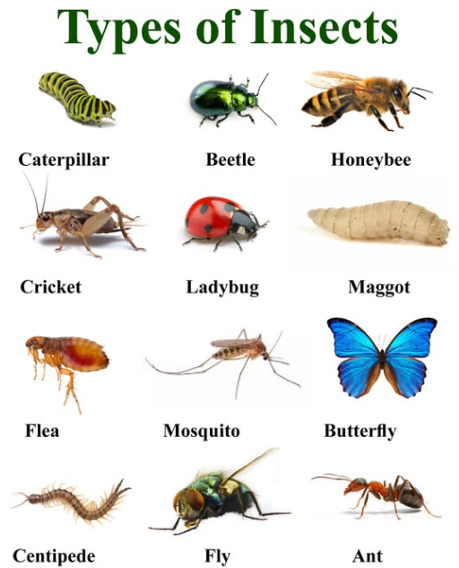 Types of Insects_곤충종류_Caterpillar 애벌레, Beetle 딱정벌레, Cricket귀뚜라미 ...
