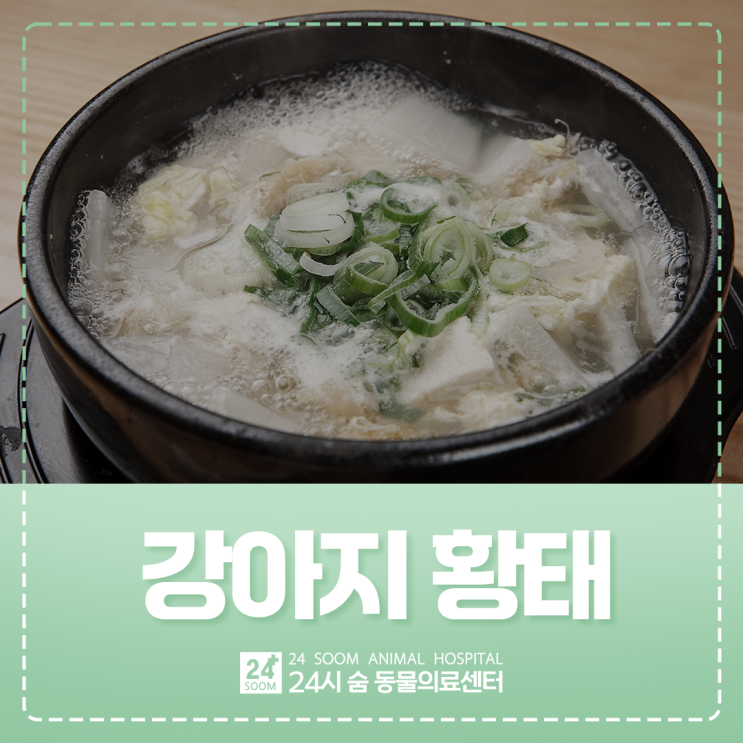 강아지 황태 급여 전 꼭 알아야 할 4가지 주의 사항 : 네이버 블로그