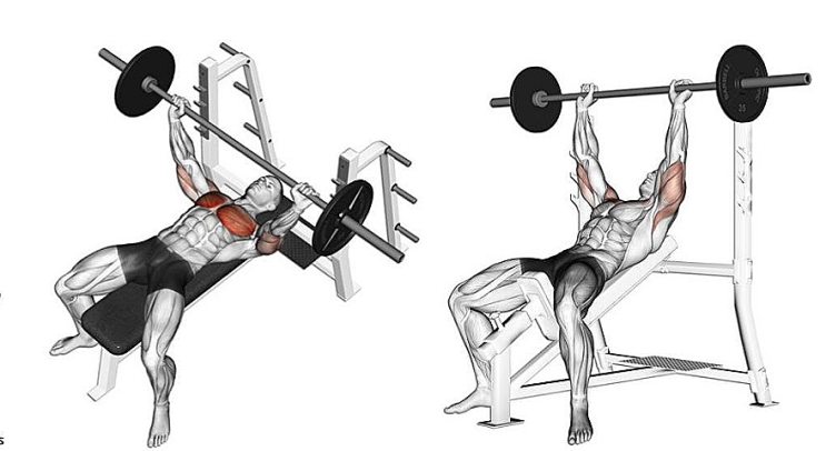 대구 청년 신체 건강 🏋️인클라인 벤치 프레스(Incline Bench Press) : 네이버 블로그