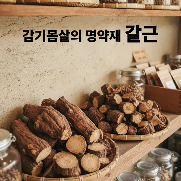 감기몸살의 명약재 갈근(葛根) 관악구한의원 감기치 : 네이버 블로그