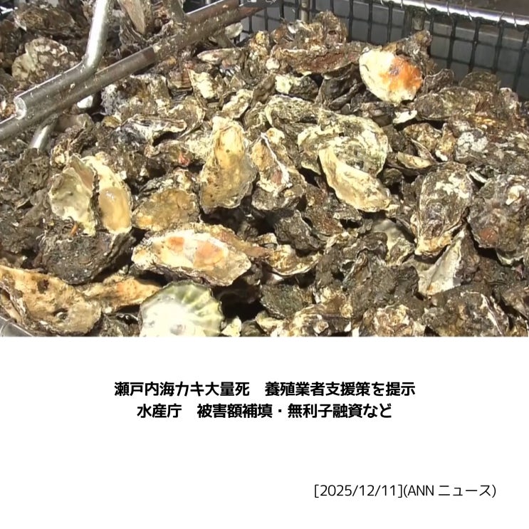 [일본어 뉴스] 세토내해서 양식 굴 대량 폐사… 정부, 지원 패키지 제시 / 瀬戸内海カキ大量死 養殖業者支援策を提示 水産庁 被害額 ...