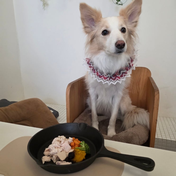 부천애견동반식당 레오스토랑, 강아지 수비드 정찬까지 맛본 찐 후기