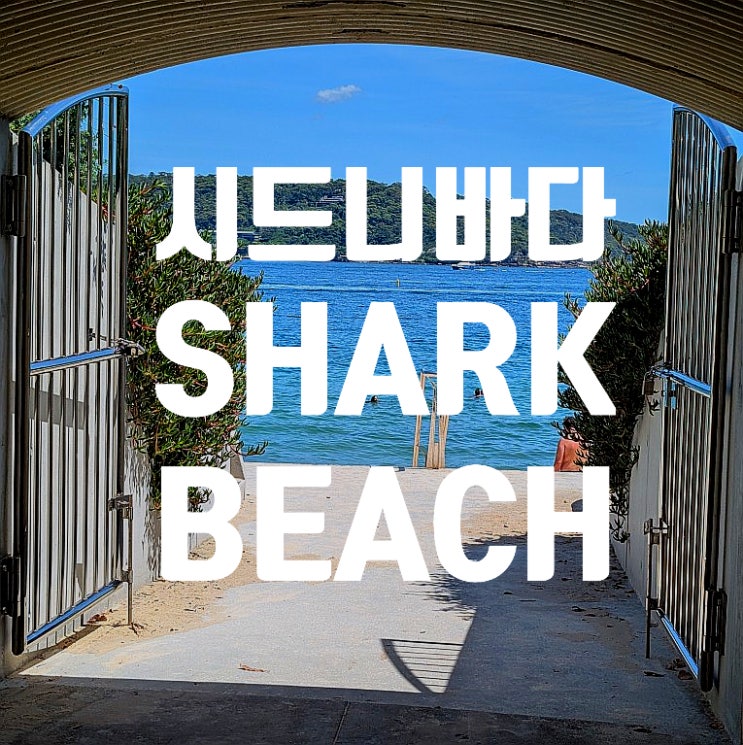 시드니 바다 현지인들의 숨은 보석 샤크비치  Shark Beach