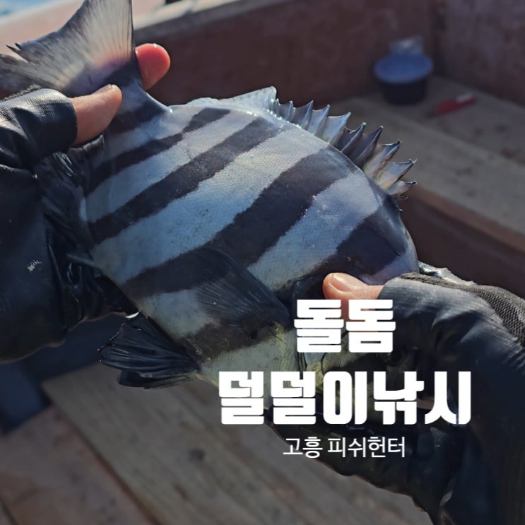 돌돔 덜덜이 낚시 완벽 가이드 고흥 피쉬헌터 실제 조황 공개 : 네이버 블로그