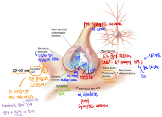 [전공 - 신경생물학] [CH: Synaptic Transmission] : 네이버 블로그